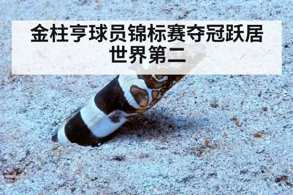 金柱亨球员锦标赛夺冠跃居世界第二